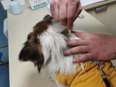 -顺强宠物诊所·狂犬免疫·夜诊·骨科(嘉定店)