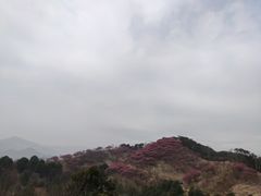 -新建村梅花