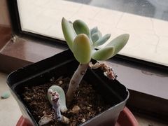 -蜜雪冰城(四惠东店)