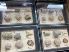 -青岛贝壳博物馆