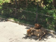 -大连森林动物园