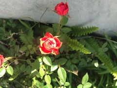 -军营村