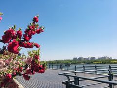 -大兴滨河森林公园