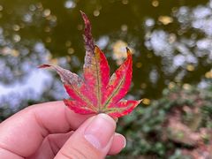 -秋霞圃
