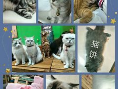 -李小姐の猫咖啡馆(五角场店)