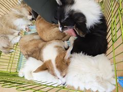 -Let's go狗咖·猫咖·奶狗·桌游(春熙路IFS店)