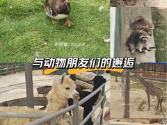 -西霞口神雕山野生动物世界