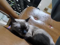-藏猫猫咖啡主题馆(中央大道店)