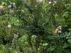 大沙河公园-大沙河公园