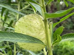 -广州神农草堂中医药博物馆