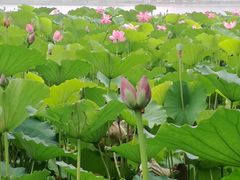 -东郊湿地公园