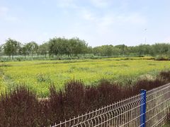 -西青郊野公园