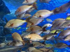 -太平洋海底世界