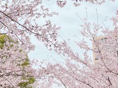 -高东镇樱花园