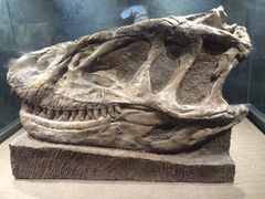 恐龙博物馆-自贡恐龙博物馆