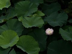 -重元寺香积厨素斋馆