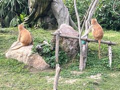 -上海野生动物园