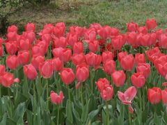 -洛阳郁金香牡丹园