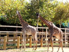 -西霞口神雕山野生动物世界