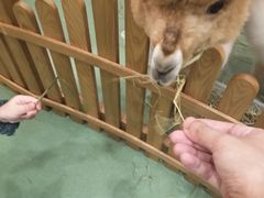 -藦茜花园宠物主题亲子互动体验馆(国顺东路店)