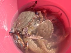 -日照世帆赛基地