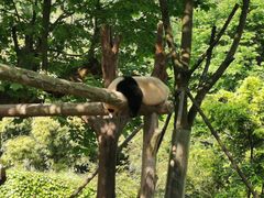 -都江堰中华大熊猫苑
