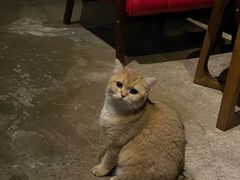 -咖法森林·咖啡  酒吧(天河店)