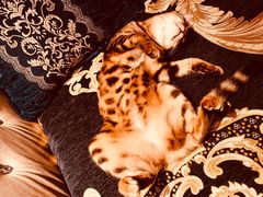 -猫大福·Fortune Cat猫舍(百子湾店)
