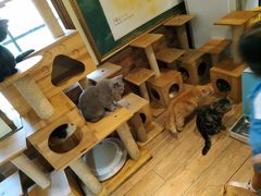 -more than meow吴止猫主题餐厅(承德 中船汇店)