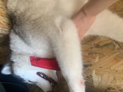 -Husky Go! 哈士奇体验馆·宠物咖啡厅狗咖