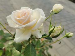 -东升八家郊野公园