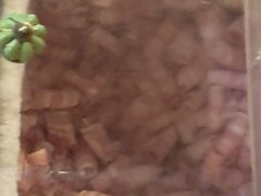 -江南猪肉商会无限续吃(弘大店)