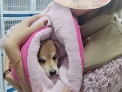 -中环花鸟鱼虫市场
