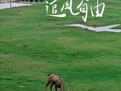 -北京麋鹿生态实验中心