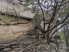 -鹅岭公园瞰胜楼