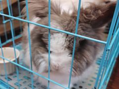 -志龙皇冠吃货椰子铺