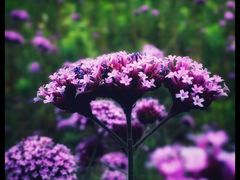 -杭州城北体育公园