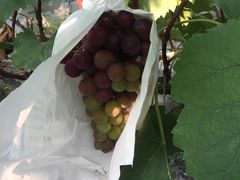 -马陆小张葡萄园农家乐