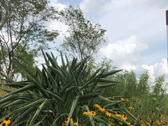 -三圣花乡旅游区