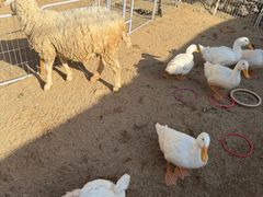 -HERRE·FARM 赫尔露营农场·团建聚会包场