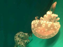 -福州罗源湾海洋世界旅游区