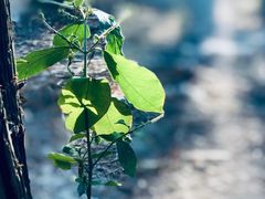 -艾溪湖湿地公园