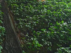 -大自然农场蔬菜草莓采摘园