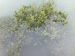 -北海金海湾红树林生态旅游区