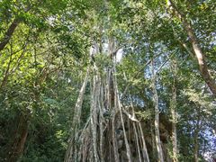 -中国科学院西双版纳热带植物园