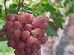 -金谷域澳洲庄园