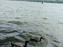 -西湖外事游船(花港观鱼码头)