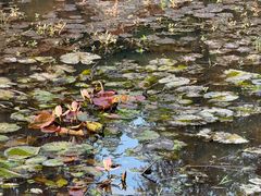 -深圳仙湖植物园