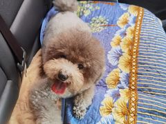 -爱侣宠医·鹦鹉专科·小型哺乳类·异宠专科(灵石路店)