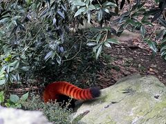 -都江堰中华大熊猫苑